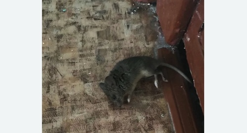 Дезинфекция от мышей в Нововоронеже